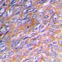 MyBioSource MBS822102 image 2