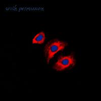 MyBioSource MBS822102 image 3