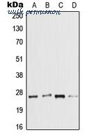 MyBioSource MBS822158 image 1