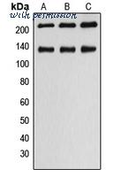 MyBioSource MBS822161 image 1