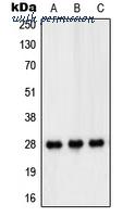 MyBioSource MBS822234 image 1