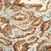 MyBioSource MBS822234 image 2