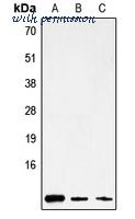 MyBioSource MBS822281 image 1