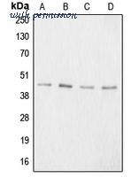 MyBioSource MBS822299 image 1