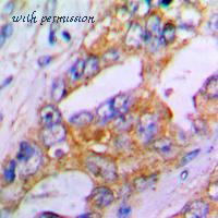 MyBioSource MBS822299 image 2