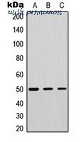 MyBioSource MBS8227575 image 1