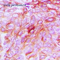 MyBioSource MBS8227575 image 2