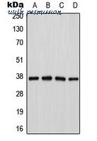 MyBioSource MBS8229166 image 1