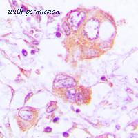 MyBioSource MBS8229166 image 2