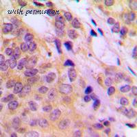 MyBioSource MBS8234534 image 2