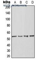 MyBioSource MBS8239389 image 1