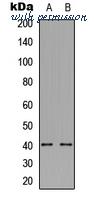 MyBioSource MBS8240344 image 1