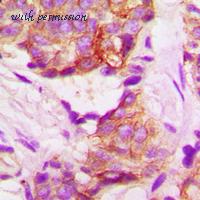 MyBioSource MBS8240344 image 2
