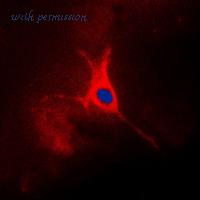 MyBioSource MBS8240344 image 3