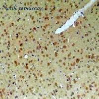 MyBioSource MBS8241606 image 2