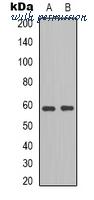 MyBioSource MBS8241758 image 1