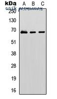 MyBioSource MBS8242046 image 1