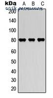 MyBioSource MBS8242144 image 1
