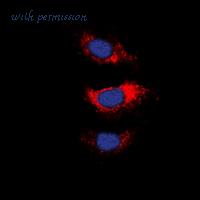 MyBioSource MBS8242144 image 2