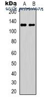 MyBioSource MBS8242163 image 1