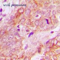 MyBioSource MBS8242163 image 2