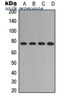 MyBioSource MBS8242325 image 1