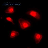 MyBioSource MBS8242325 image 3