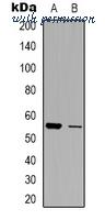MyBioSource MBS8242409 image 1