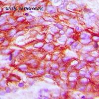 MyBioSource MBS8242409 image 2