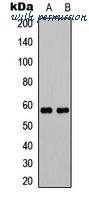 MyBioSource MBS8242472 image 1