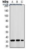 MyBioSource MBS8242645 image 1