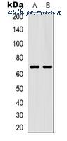 MyBioSource MBS8242808 image 1