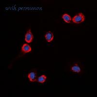 MyBioSource MBS8242900 image 2