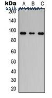 MyBioSource MBS8243034 image 1