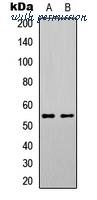 MyBioSource MBS8243157 image 1