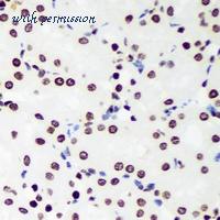 MyBioSource MBS8245243 image 2