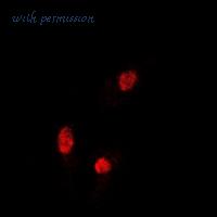 MyBioSource MBS8245243 image 3