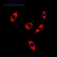 MyBioSource MBS8245266 image 2