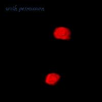 MyBioSource MBS8245298 image 3