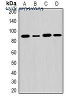 MyBioSource MBS8245727 image 1