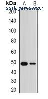 MyBioSource MBS8245730 image 1
