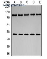 MyBioSource MBS8247528 image 1