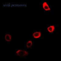 MyBioSource MBS8247528 image 2
