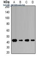 MyBioSource MBS8247530 image 1