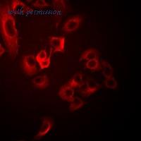 MyBioSource MBS8247530 image 2