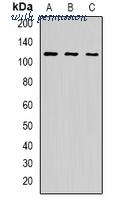 MyBioSource MBS8247729 image 1