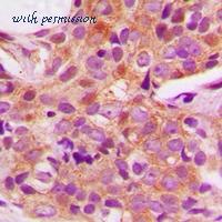 MyBioSource MBS8247729 image 2
