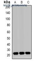 MyBioSource MBS8248036 image 1