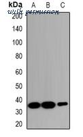 MyBioSource MBS8248091 image 1