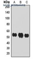 MyBioSource MBS8291449 image 1